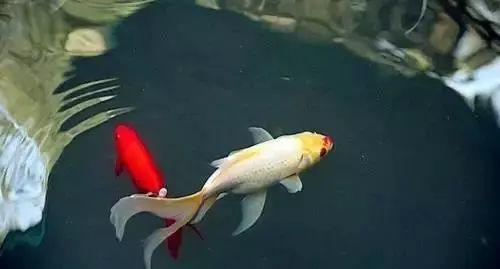 锦鲤和平精英吃瓜,平精英中的吃瓜盛宴