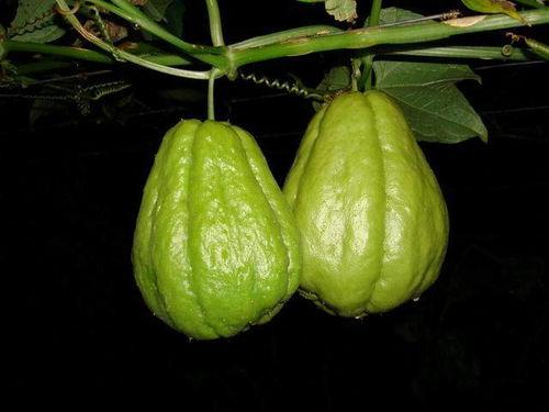 佛守瓜怎么吃,解锁健康美味新体验