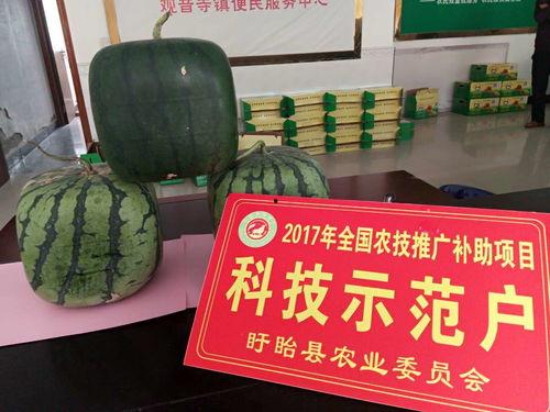 佛守瓜怎么吃,解锁健康美味新体验