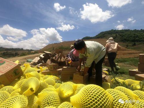 吃瓜群众早田,揭秘娱乐圈幕后风云