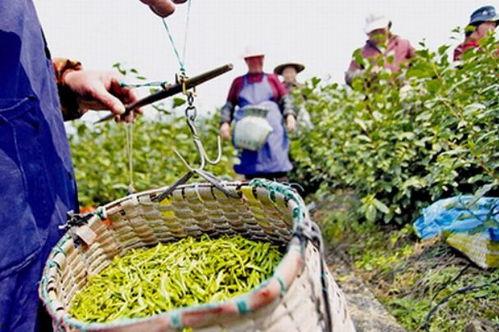 白洋瓜怎么吃,解锁美味新体验