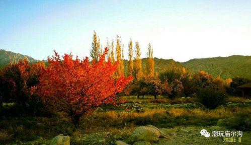 庙尔沟吃瓜原版,一场夏日里的欢乐盛宴