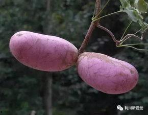 湖北利川吃瓜事件,一场网络热议背后的真相探寻