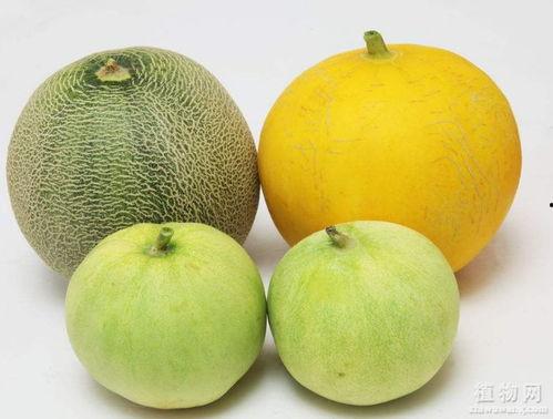 吃瓜为啥刺激嗓子,揭秘瓜果与喉咙不适的秘密