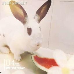 吃瓜的兔顾,揭秘娱乐圈那些事儿