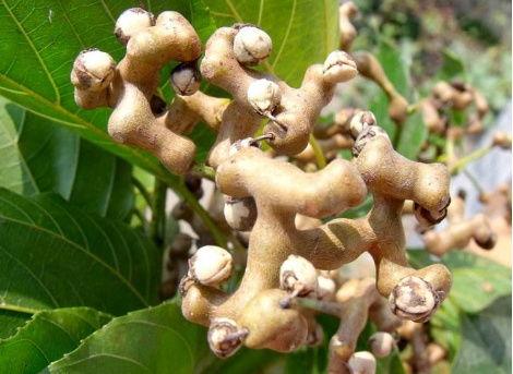 鸡瓜树怎么吃,解锁独特风味的新食材烹饪方法