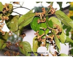 鸡瓜树怎么吃,解锁独特风味的新食材烹饪方法