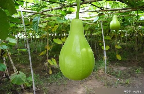 葫芦瓜种子很大怎么吃,创意烹饪新体验