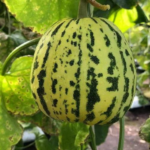 什么瓜能接着吃,紧跟潮流，探索下一个热门“瓜”的奥秘