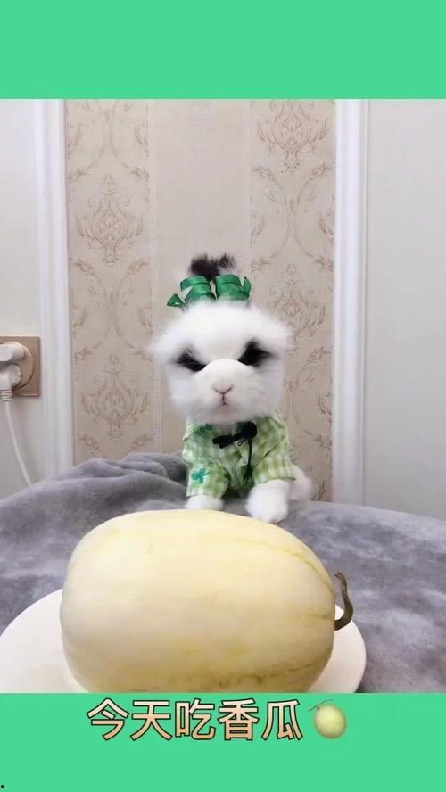 大熊的吃瓜日子,揭秘娱乐圈幕后故事