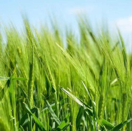 夏日里学会科学吃瓜,健康解暑新时尚