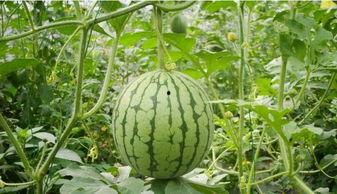 吃瓜9分钟,轻松掌握娱乐圈热点动态