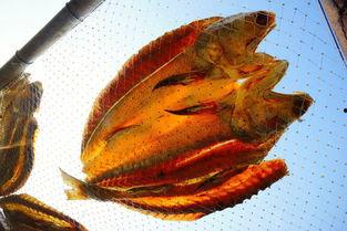 阿里咸鱼吃瓜,揭秘阿里咸鱼平台的趣味生活圈