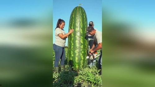 想吃瓜吃大瓜,揭秘那些让人垂涎欲滴的大瓜美食之旅
