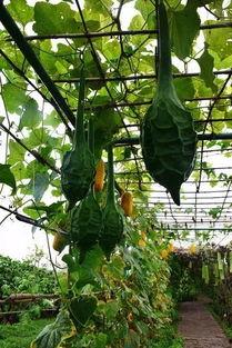 保定育才花园吃瓜,夏日吃瓜盛宴，邻里共享清凉时光