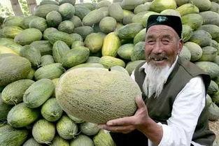 新疆吐鲁番吃瓜,新疆瓜乡的甜蜜诱惑