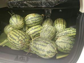 公园凳子吃瓜,一场别开生面的吃瓜盛宴