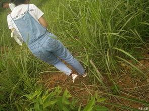 公园凳子吃瓜,一场别开生面的吃瓜盛宴