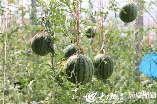 庄河本地吃瓜事件视频,一场引发热议的本地风波