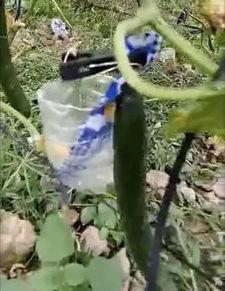 庄河本地吃瓜事件视频,一场引发热议的本地风波