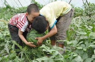 庄河本地吃瓜事件视频,一场引发热议的本地风波