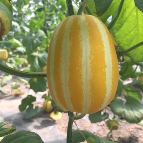 秦皇岛吃瓜大队在哪,揭秘瓜乡里的欢乐集结地