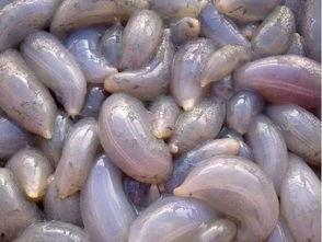 秦皇岛吃瓜大队在哪,揭秘瓜乡里的欢乐集结地