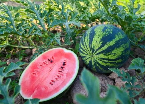 晓庄吃瓜,揭秘校园里的那些“瓜”