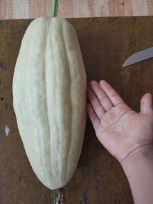 黑瓜叶怎么吃,探索绿色美食新境界