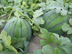 赞美吃的瓜,品味美食瓜果的无限魅力