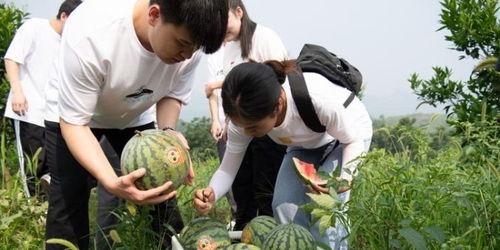 校园吃瓜在哪里吃,揭秘校园内最佳“瓜地”聚集地