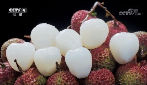 大米粒吃瓜啦,探寻美食与生活的趣味之旅