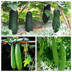 适合秋季吃的瓜