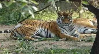 无忧小老虎吃瓜,无忧小老虎的瓜田奇遇记