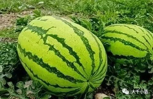 吃瓜视频大瓜,吃瓜视频大瓜背后的惊人真相