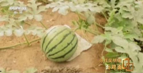 会吃瓜的人,揭秘娱乐圈背后的秘密与真相