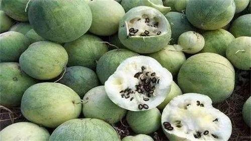 沙漠瓜怎么没人吃,为何无人问津的珍馐美味