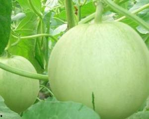 孕妇可以吃莆瓜吗？,孕妇适宜食用莆瓜吗？