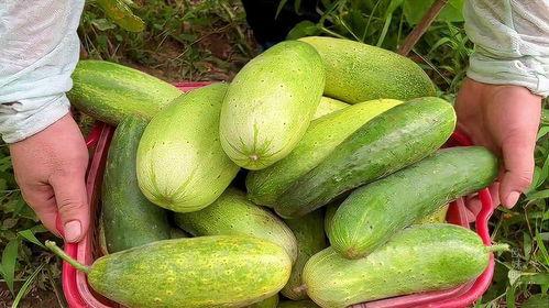 今年有什么瓜吃,年度瓜果盛宴来袭