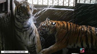 小儿虎吃瓜,小儿的勇敢冒险之旅