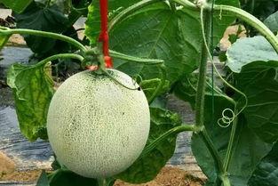 不甜的瓜硬吃,不甜瓜的硬核食验之旅