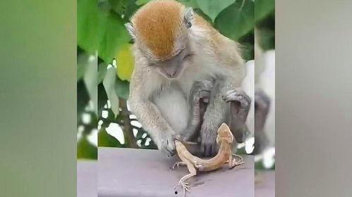 小猴子吃瓜吗,小猴子与夏日的甜蜜瓜果时光