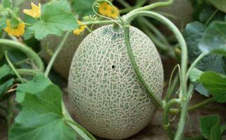哈密瓜和莲雾能一起吃吗,探索两者同食的奥秘