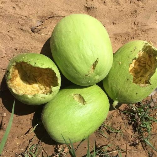 吃瓜忘了种瓜人,人生哲理的反思与启示