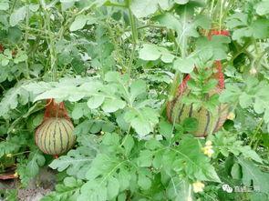 趴在树上吃瓜,揭秘趴在树上吃瓜的惬意生活