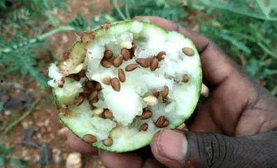 吃沙漠瓜反胃恶心,挑战味蕾极限，反胃恶心背后的真相