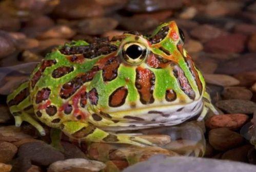 青蛙打气球吃瓜,气球大战与甜蜜瓜果之旅