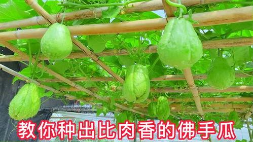 佛手瓜 种子 吃,探索营养与美味的双重享受