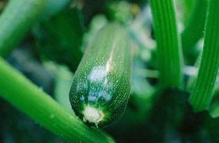 妖媚亭儿吃瓜,揭秘娱乐圈背后的秘密与八卦