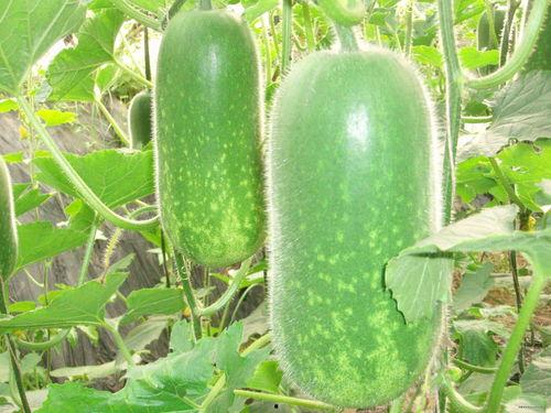 mett吃瓜地址,探寻网络红人的幕后故事